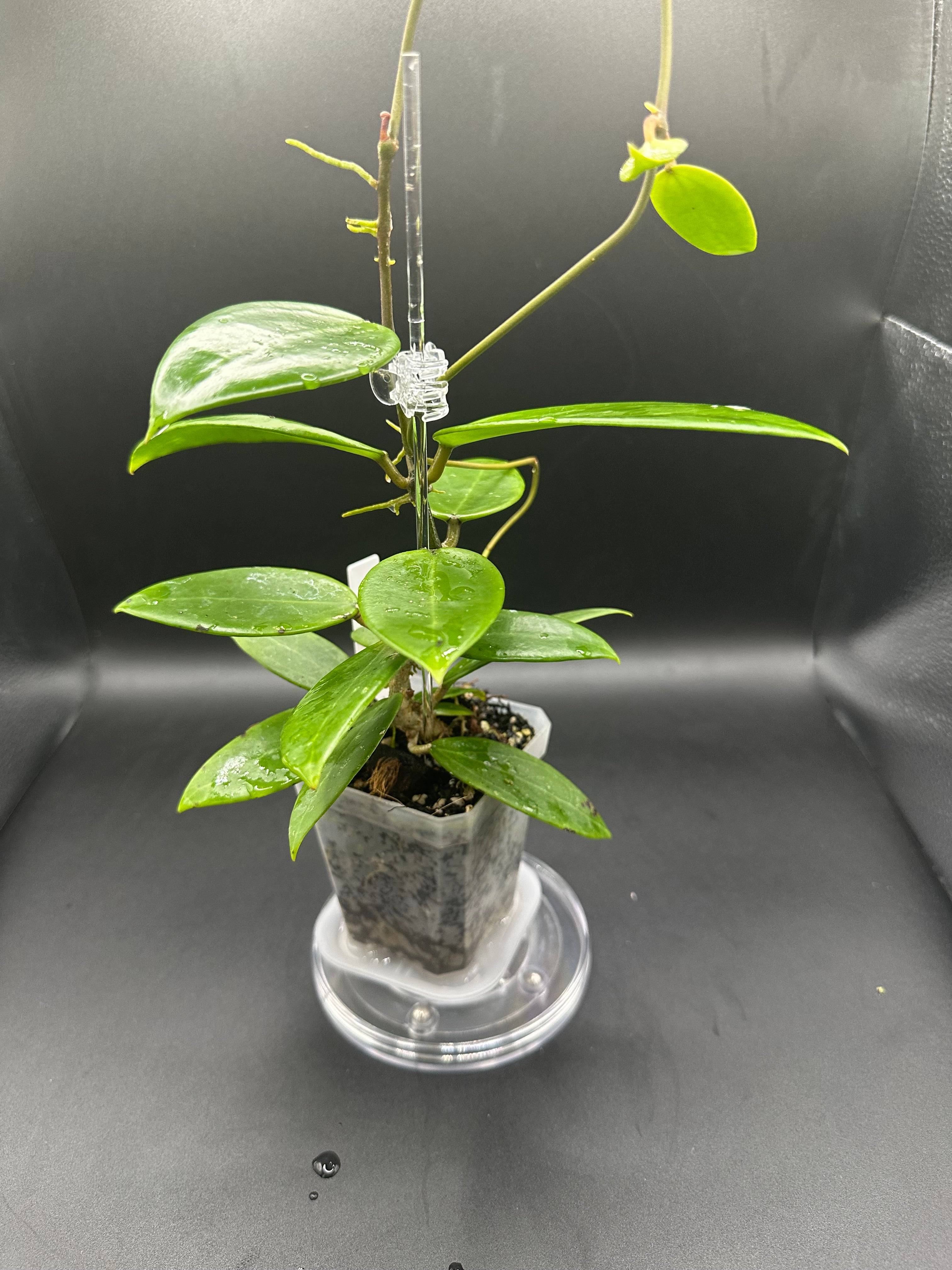 Hoya RHM2517 - 06 (Hoya verticillata LP4 x unk)