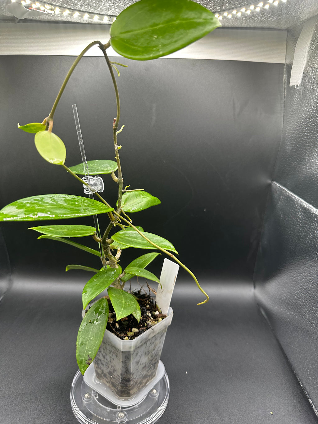 Hoya RHM2517 - 06 (Hoya verticillata LP4 x unk)