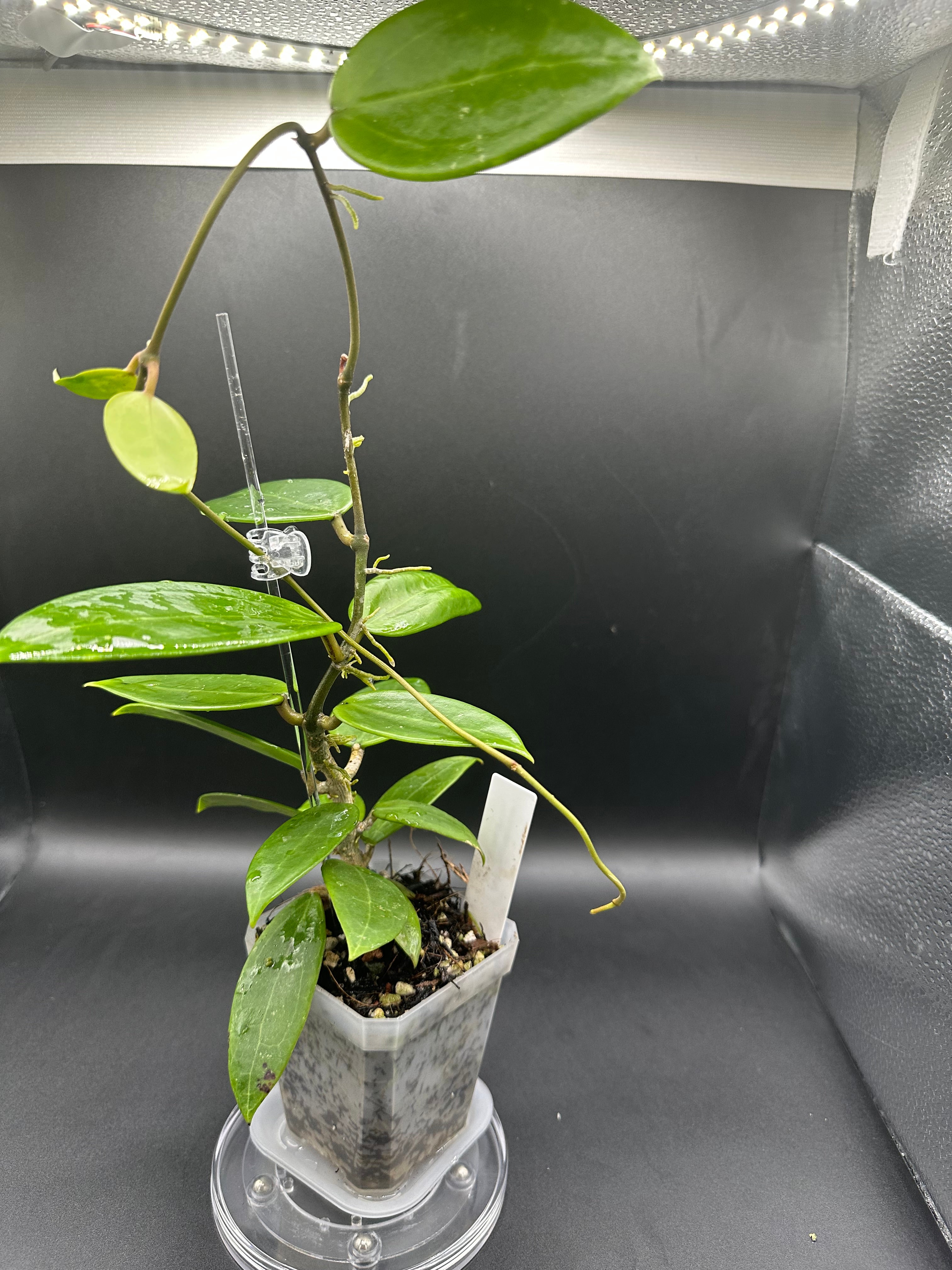 Hoya RHM2517 - 06 (Hoya verticillata LP4 x unk)