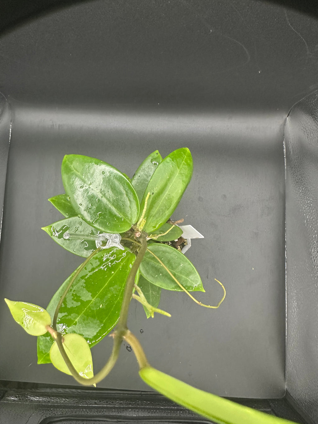 Hoya RHM2517 - 06 (Hoya verticillata LP4 x unk)