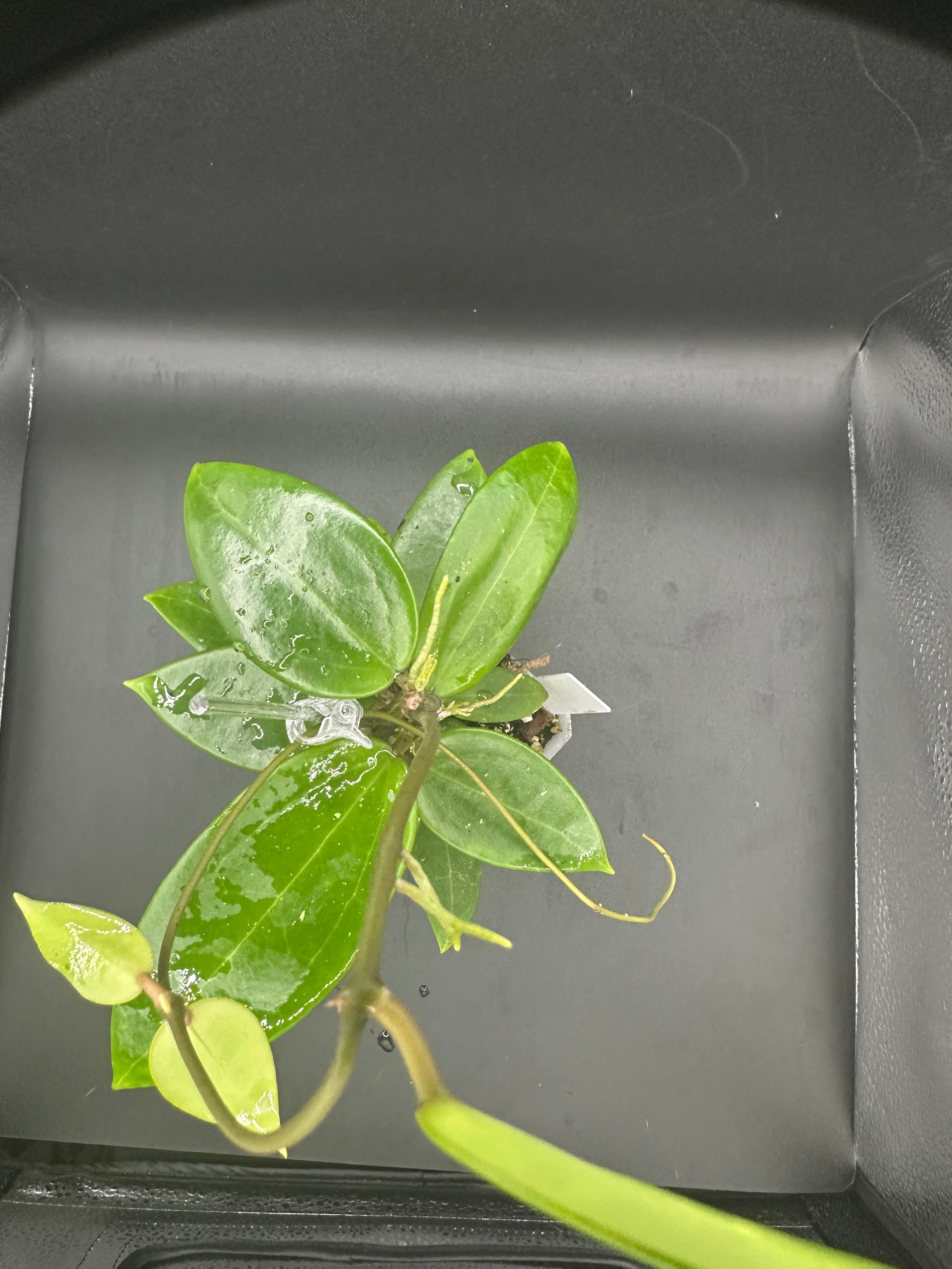 Hoya RHM2517 - 06 (Hoya verticillata LP4 x unk)