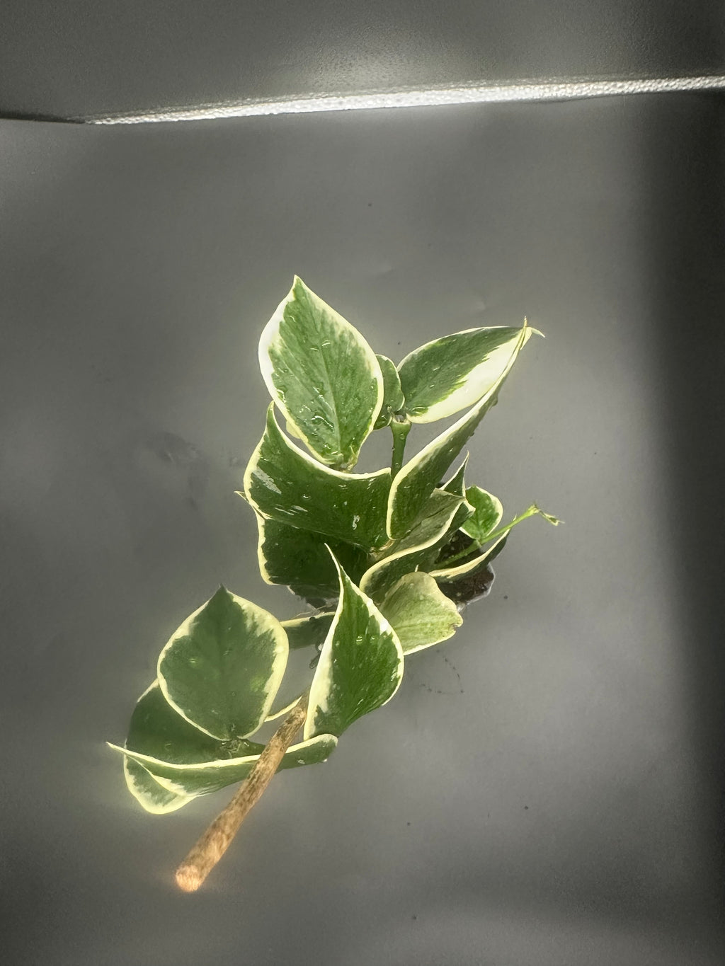 Hoya polyneura albo (outer variegated)