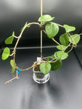 Hoya carnosa ‘freckles’ (with peduncles)