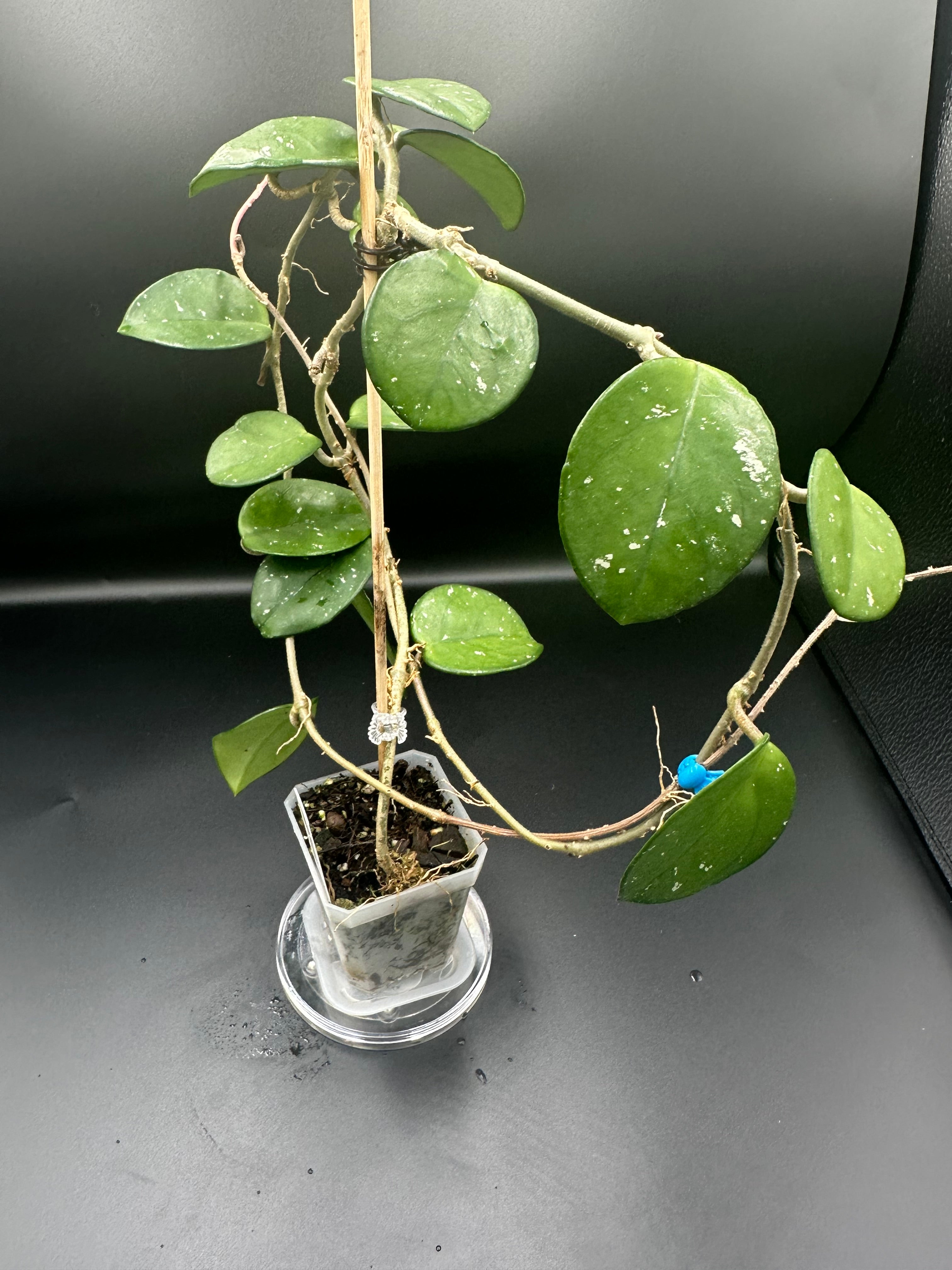 Hoya carnosa ‘freckles’ (with peduncles)