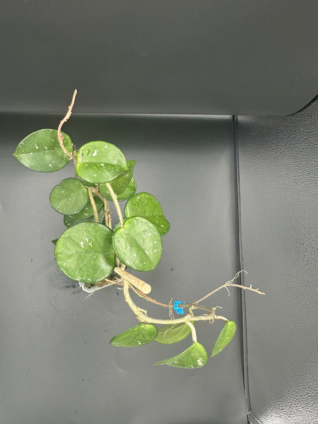 Hoya carnosa ‘freckles’ (with peduncles)