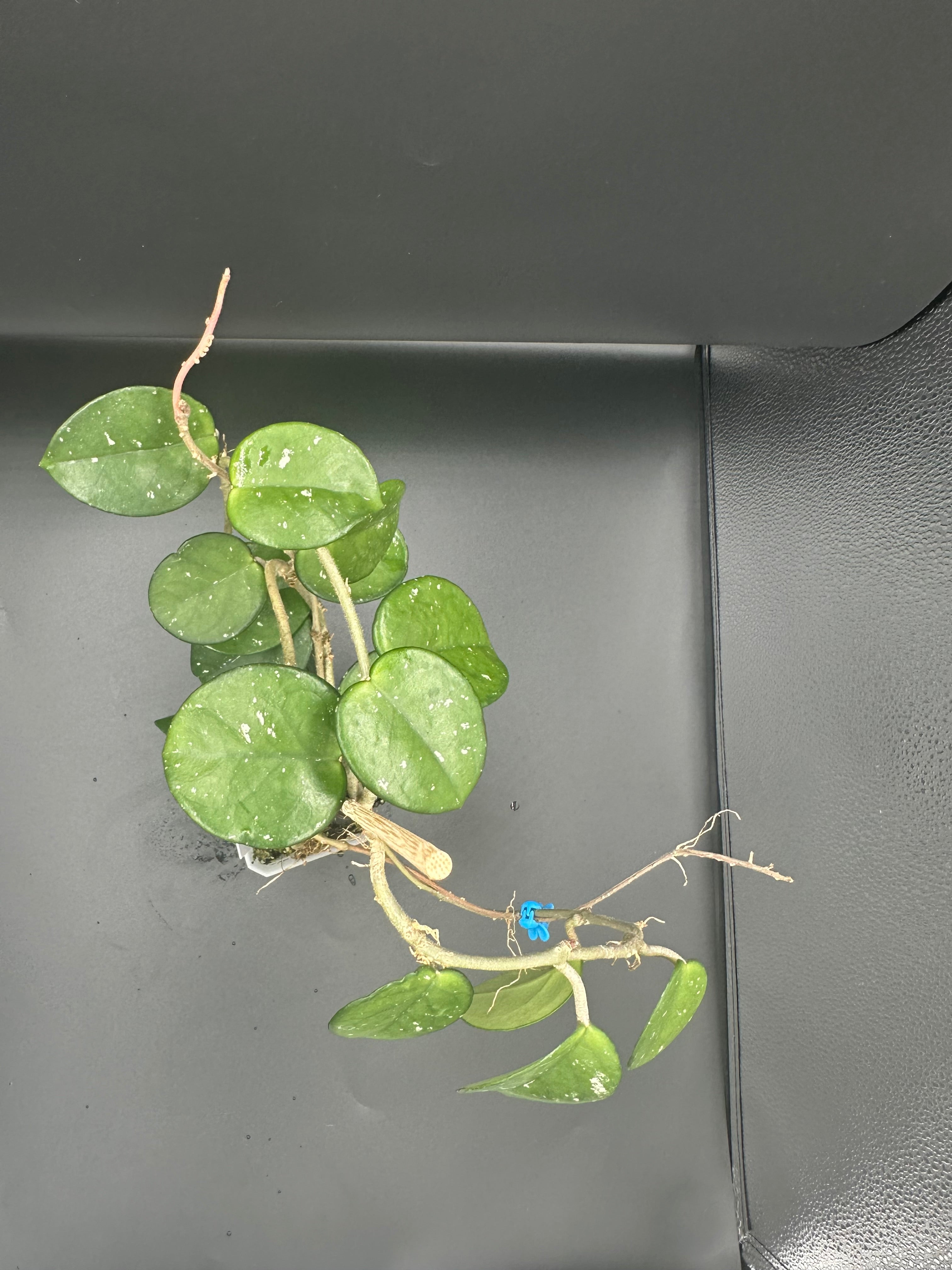Hoya carnosa ‘freckles’ (with peduncles)