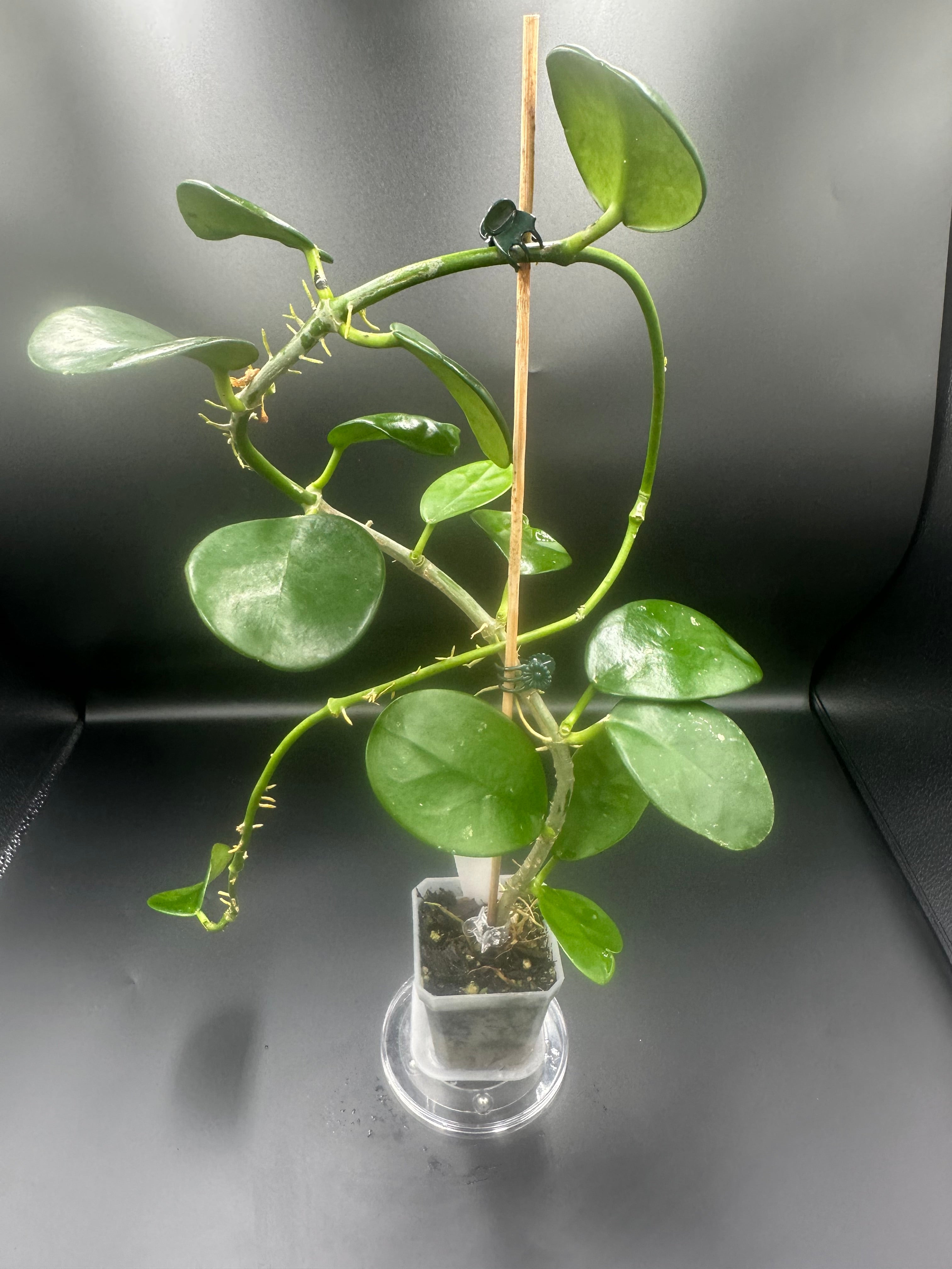 Hoya AH-014