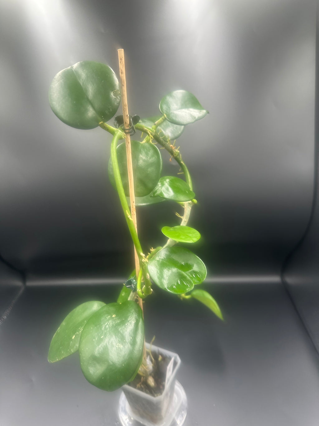 Hoya AH-014