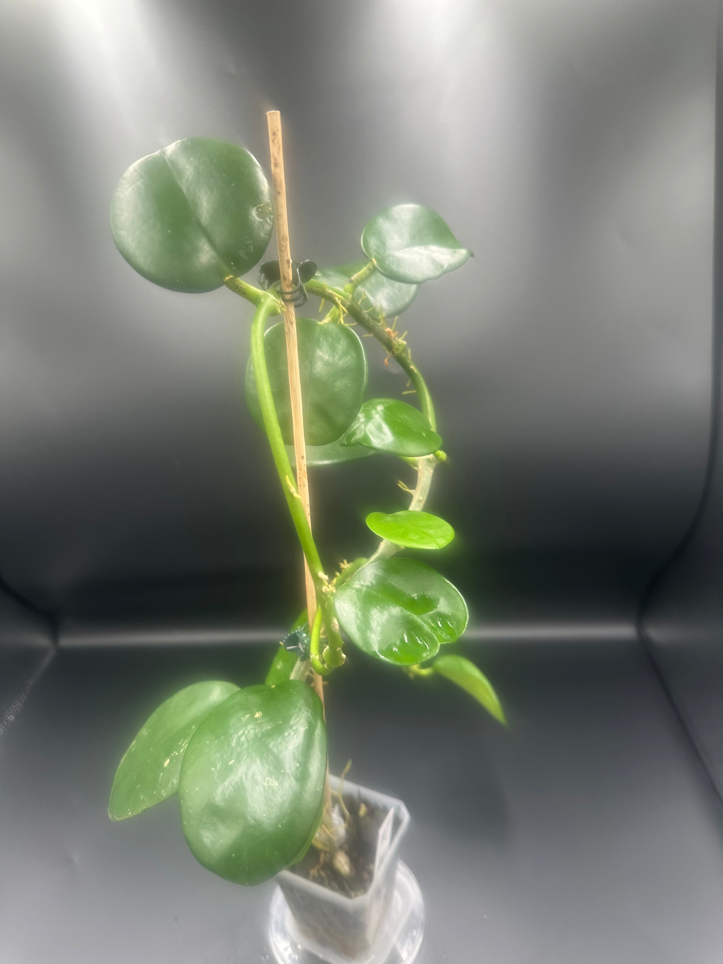 Hoya AH-014