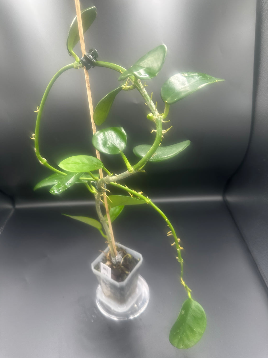 Hoya AH-014