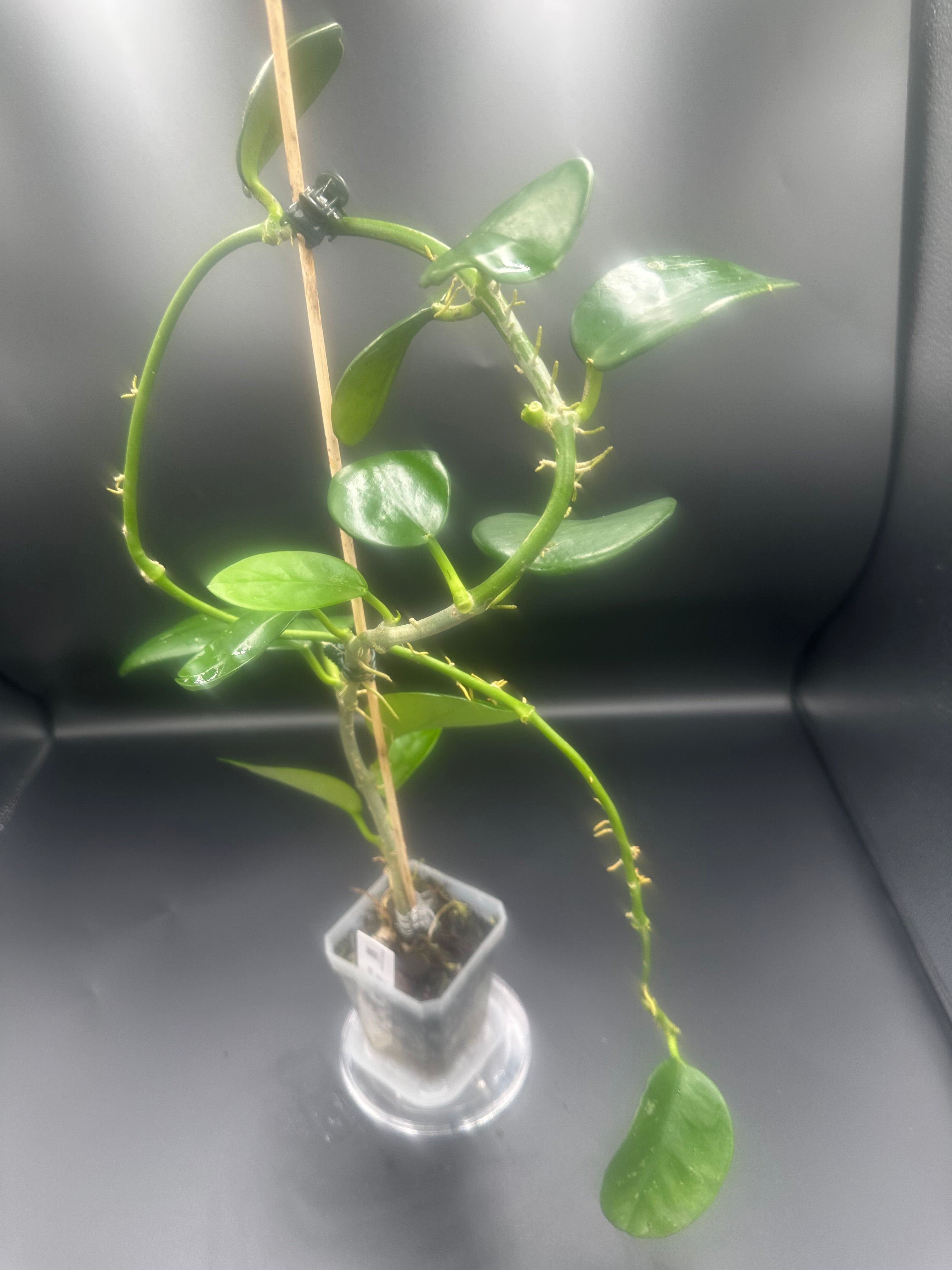 Hoya AH-014