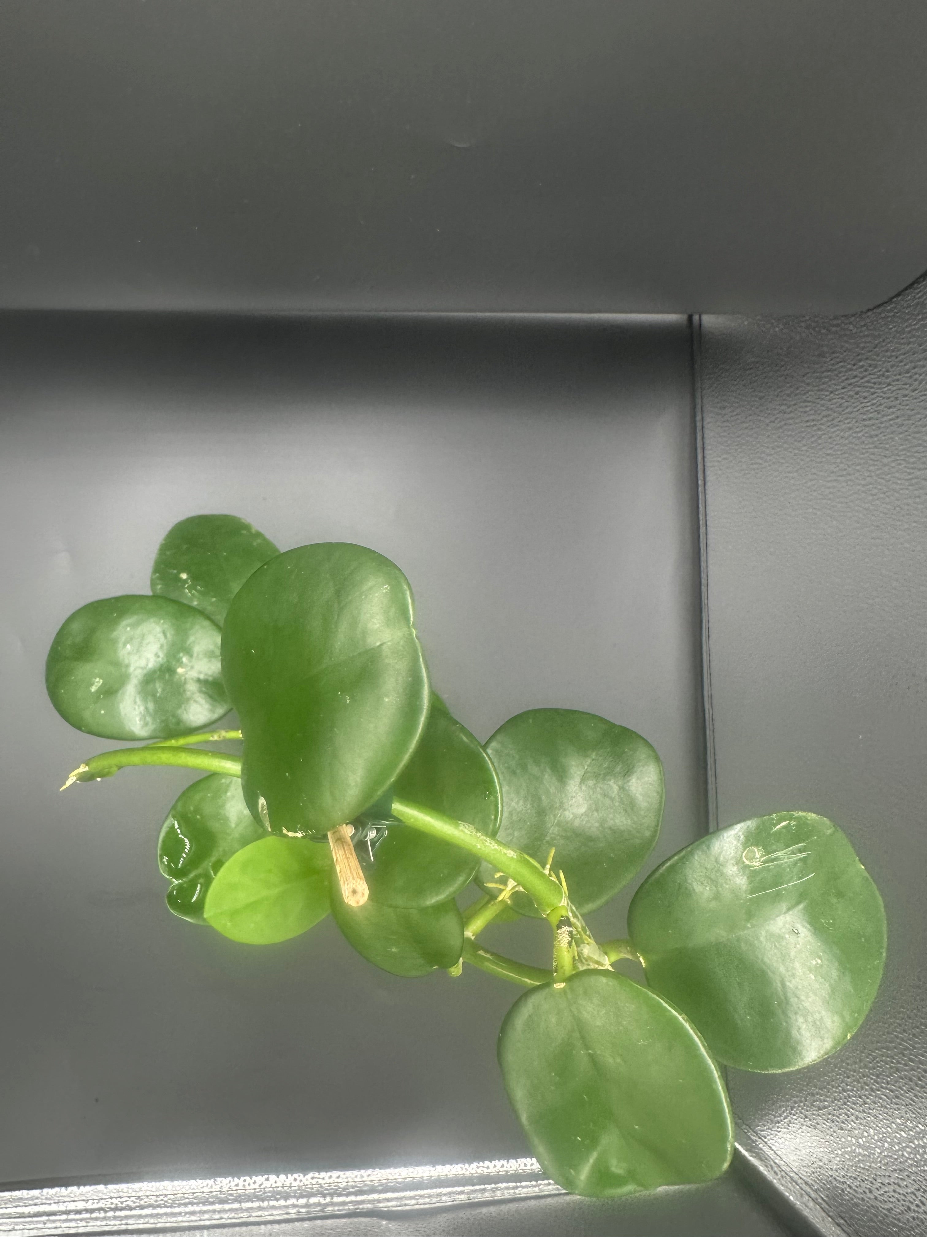 Hoya AH-014