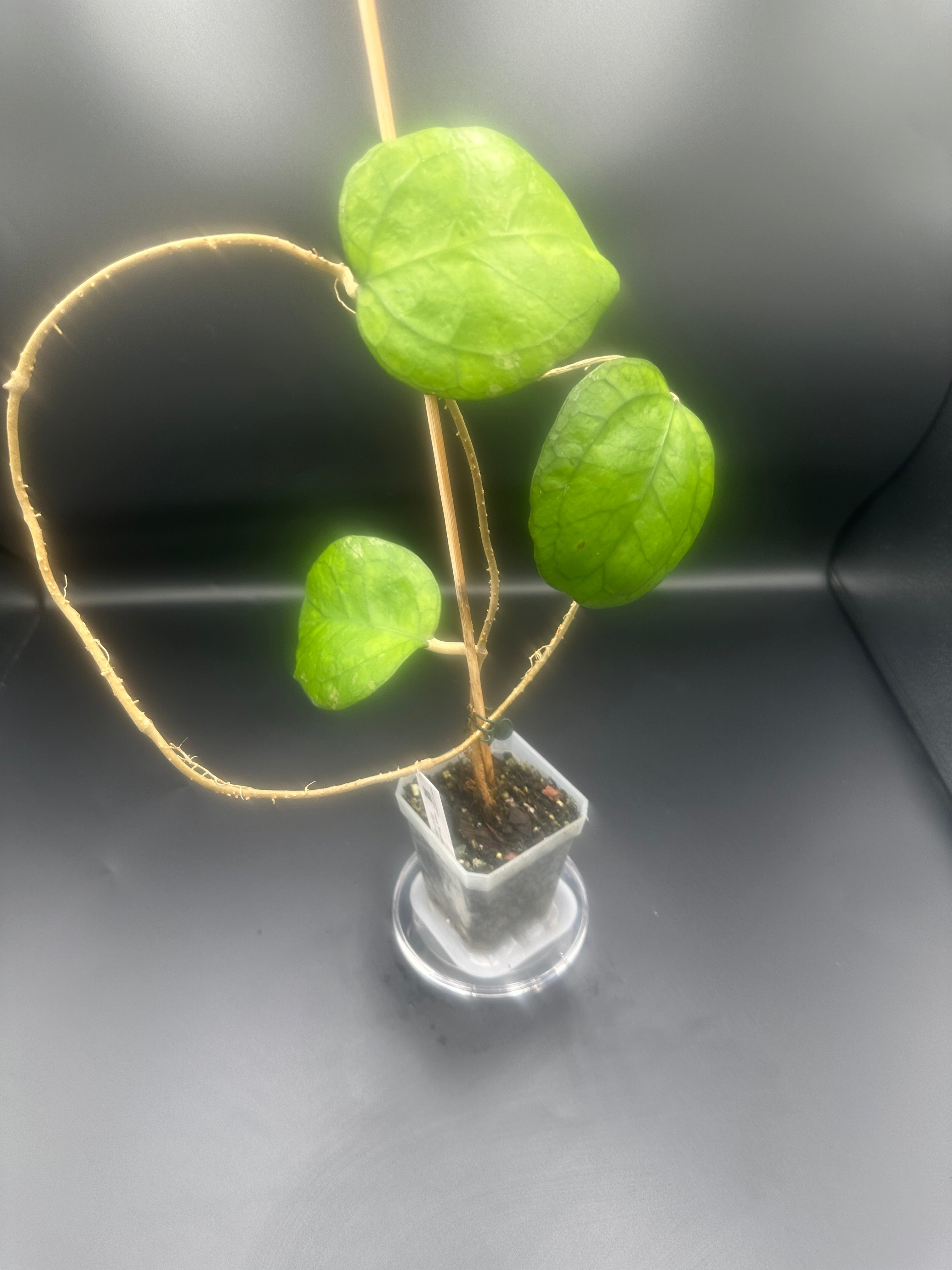 Hoya ‘Ricardo’ (SS13-05)
