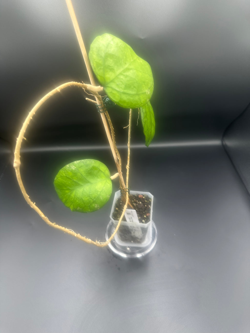 Hoya ‘Ricardo’ (SS13-05)