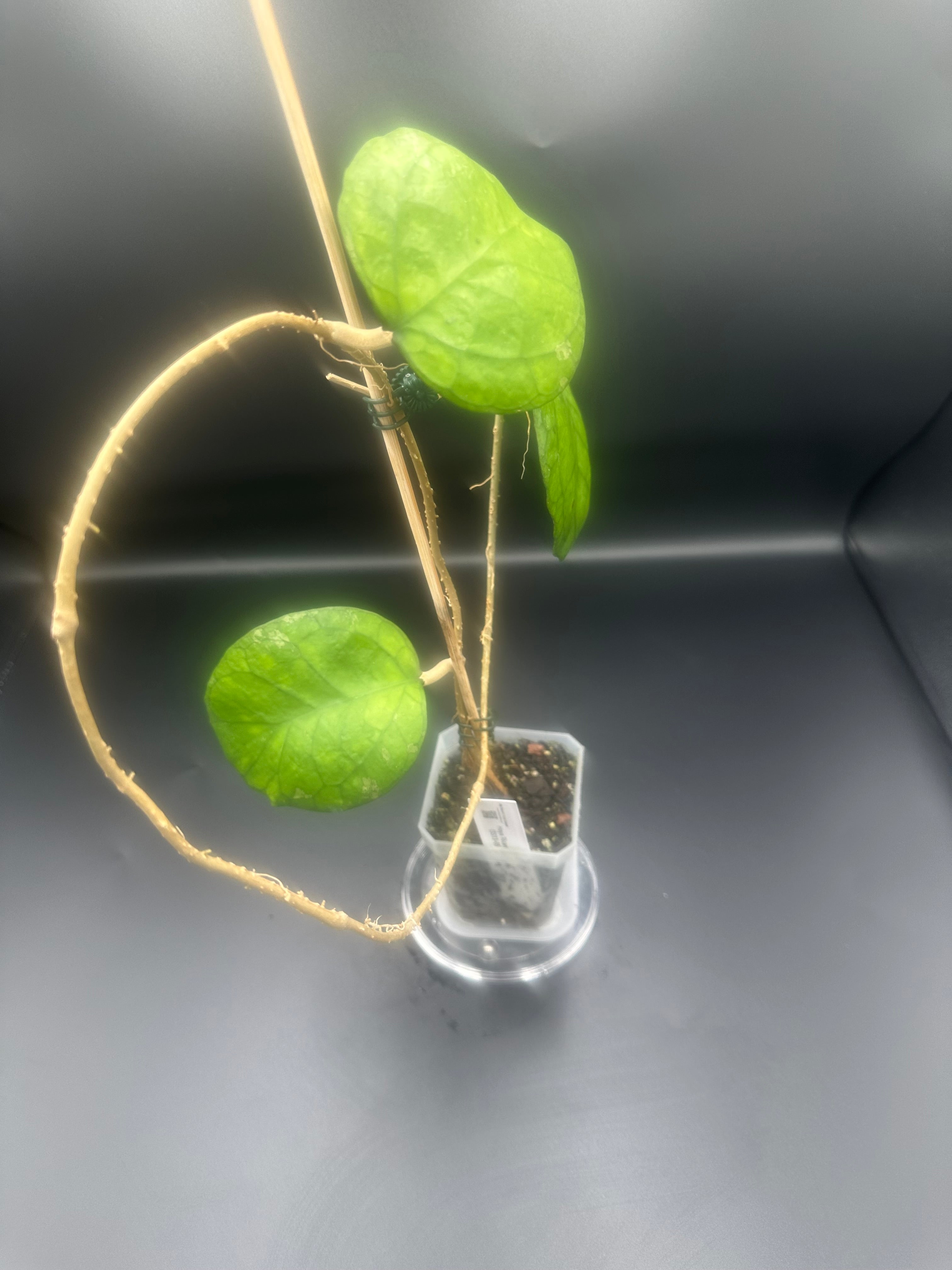 Hoya ‘Ricardo’ (SS13-05)