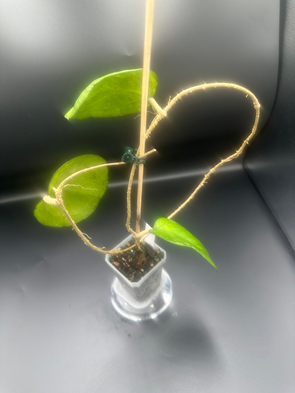 Hoya ‘Ricardo’ (SS13-05)
