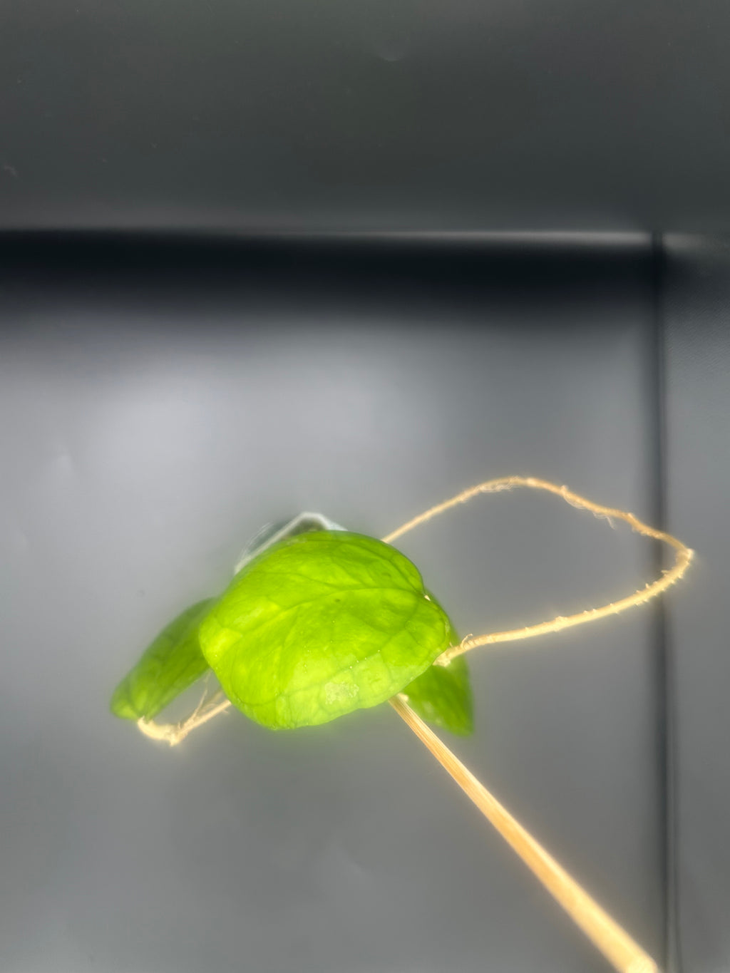 Hoya ‘Ricardo’ (SS13-05)