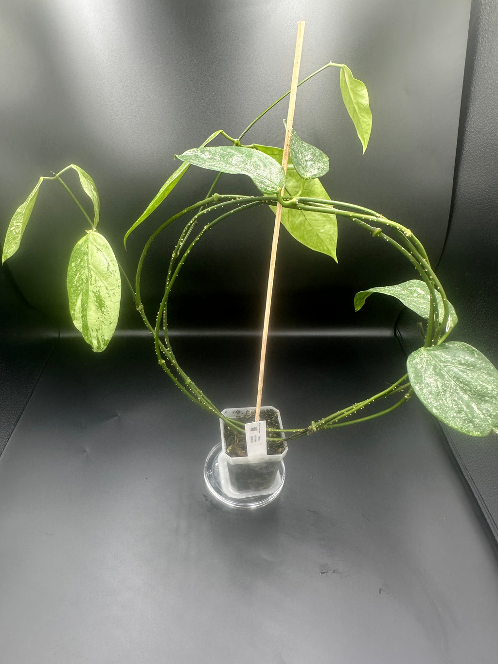 Hoya coriacea (splash)