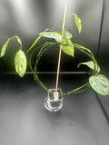 Hoya coriacea (splash)