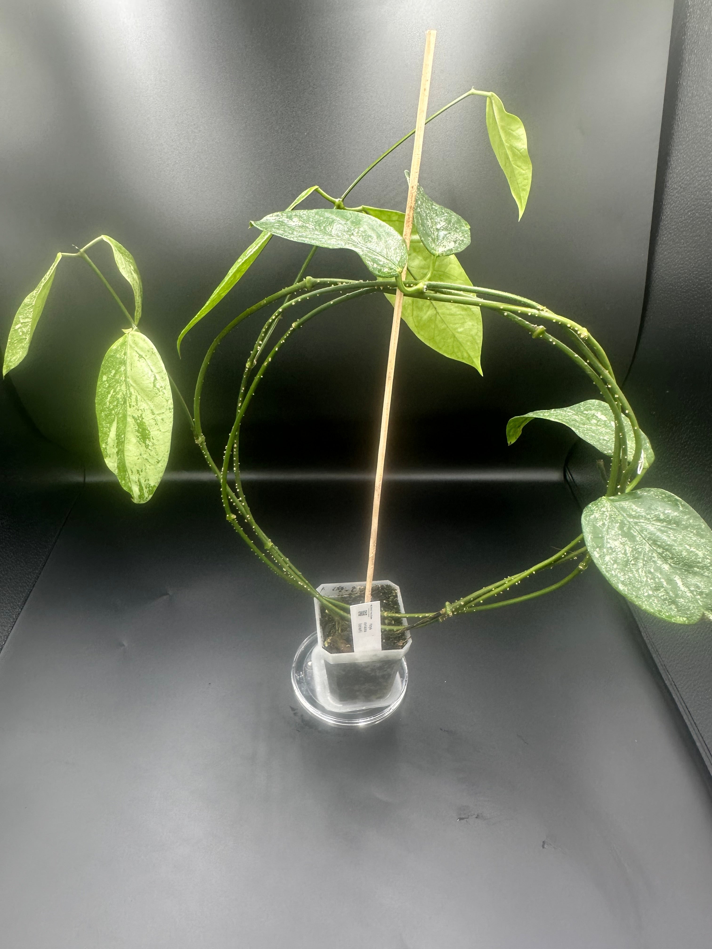 Hoya coriacea (splash)