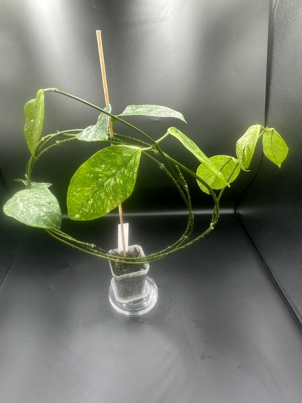 Hoya coriacea (splash)
