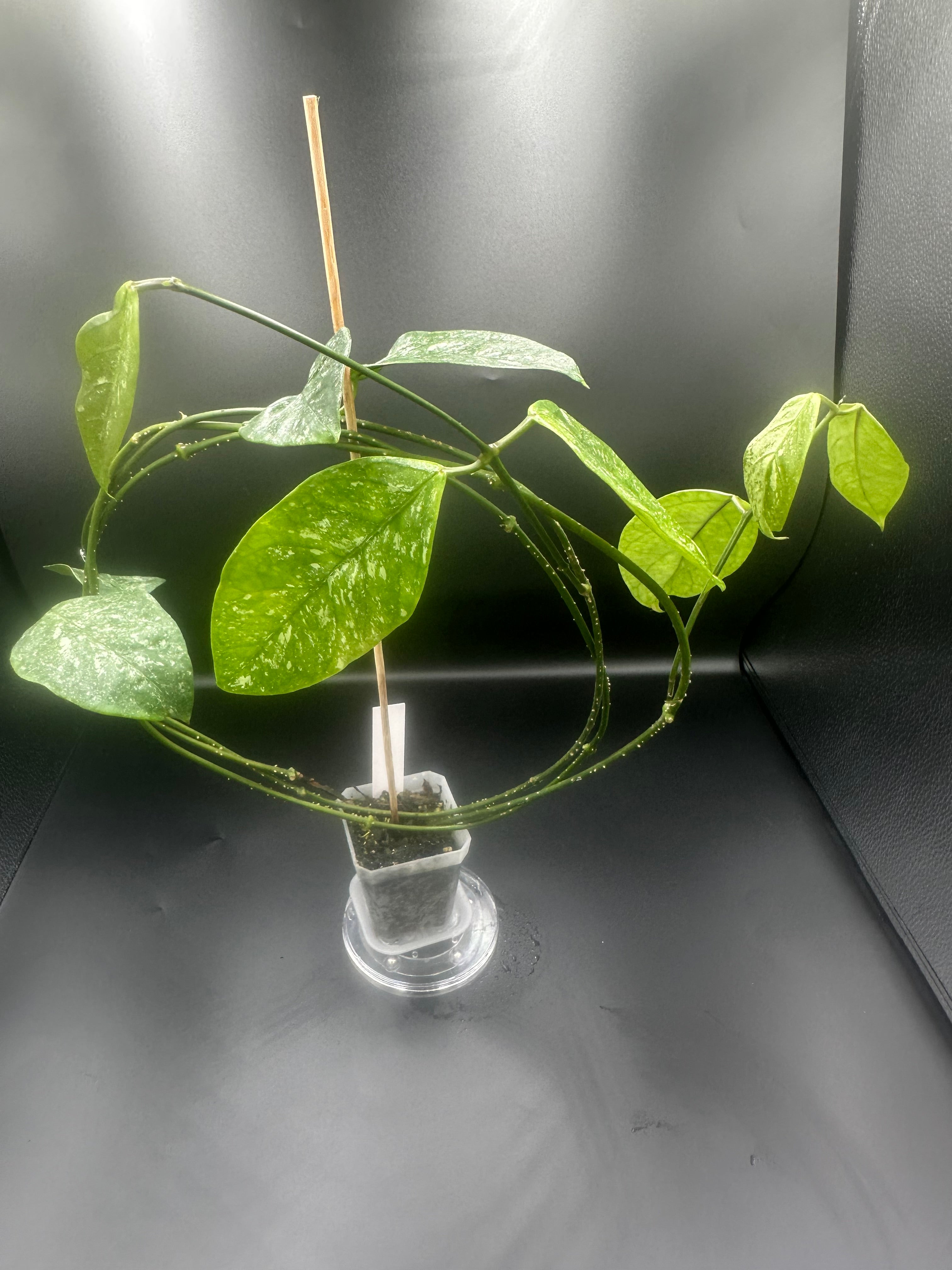 Hoya coriacea (splash)