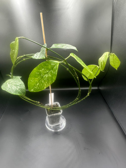Hoya coriacea (splash)