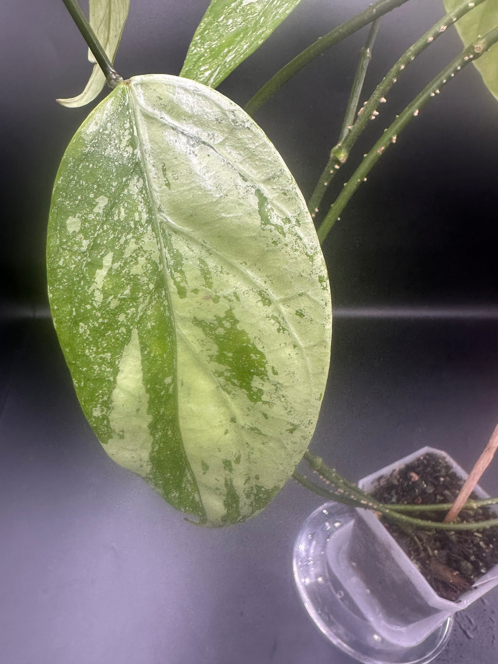 Hoya coriacea (splash)