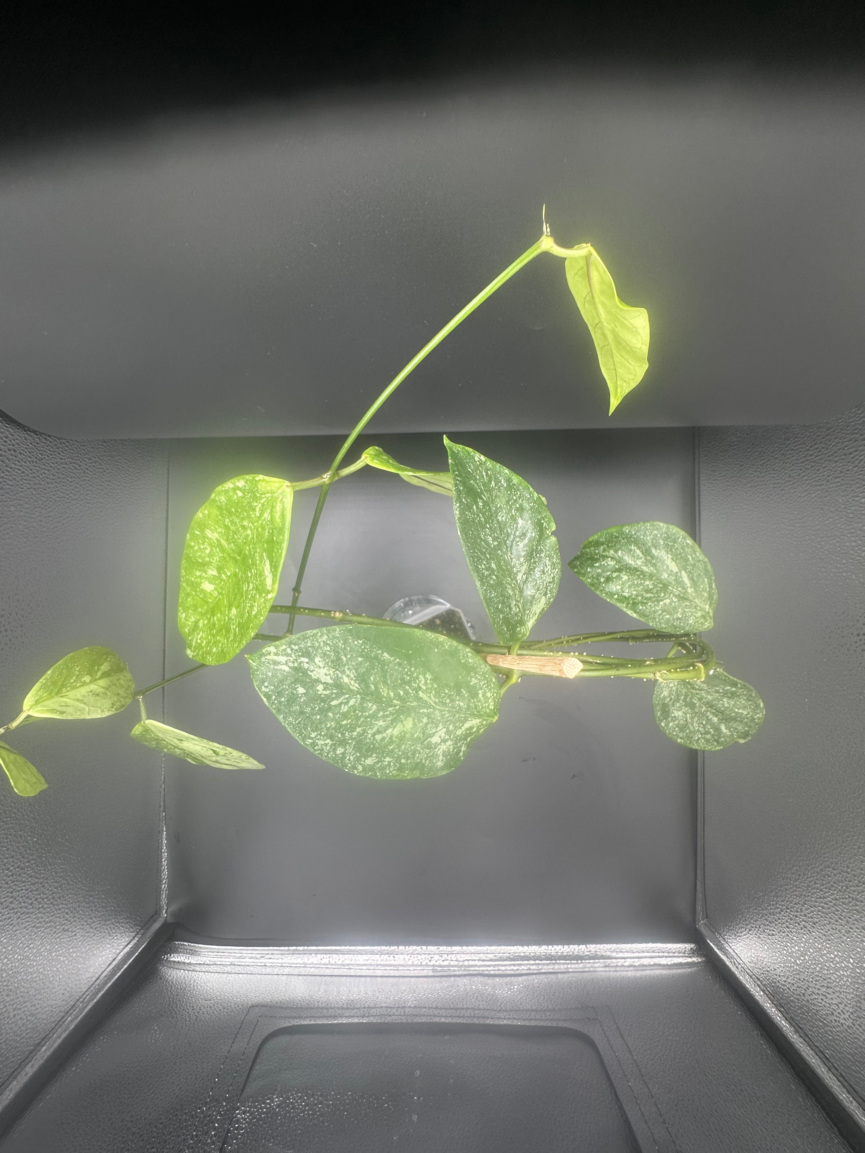 Hoya coriacea (splash)