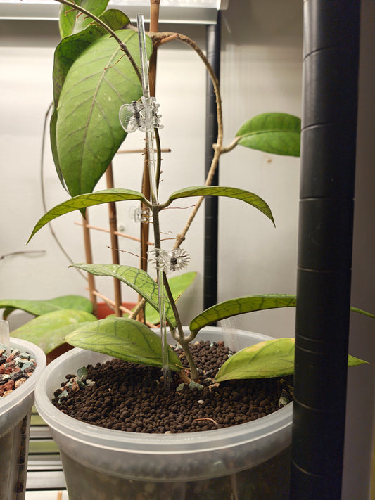 Hoya Lyi Prizim (#2)